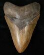 Good Quality Megalodon Tooth - Serrated #16237-1